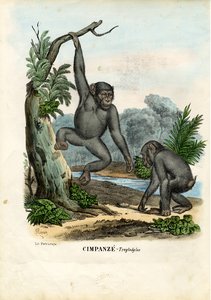 Chimpanzee, 1863-79